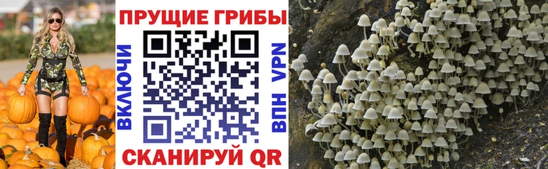 Галлюциногенные грибы Magic Shrooms  Приволжский 